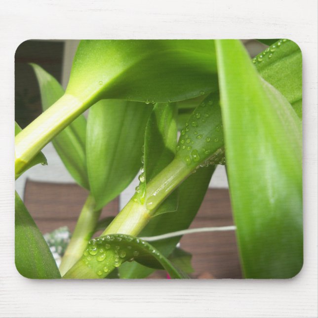 Dendrobium Orchid stems geschlossen Mousepad (Vorne)