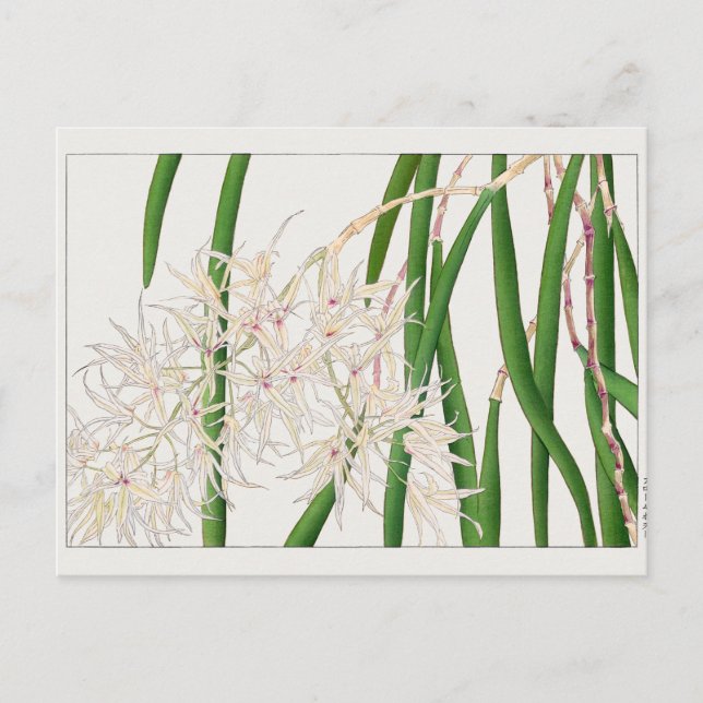 Dendrobium teretifolium von Tanigami Konan Postkarte (Vorderseite)