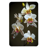 Dendroium-Orchideen