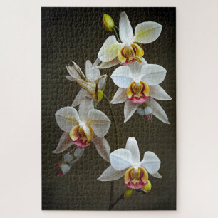 Dendroium Orchids