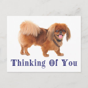 Denk an Dich Pekingese Welpe Hund Postkarte