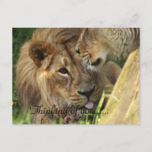 Denken an dich Afrikanische Löwenliebe Postkarte