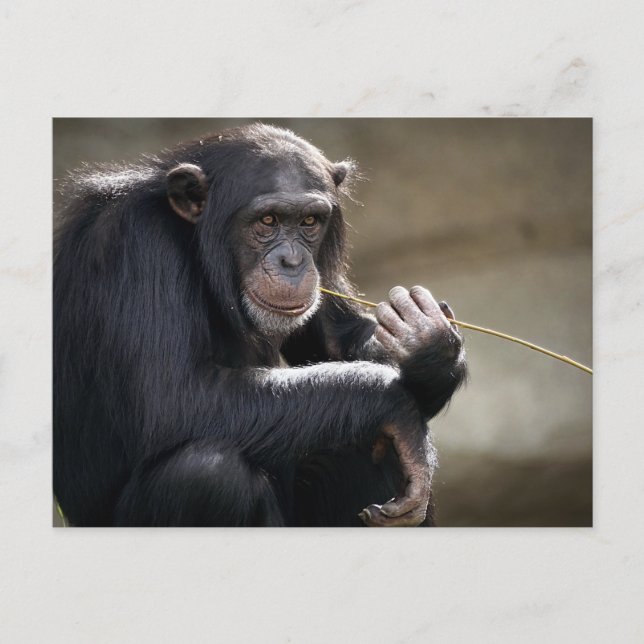 Denken Sie an das Monkeying Postkarte (Vorderseite)