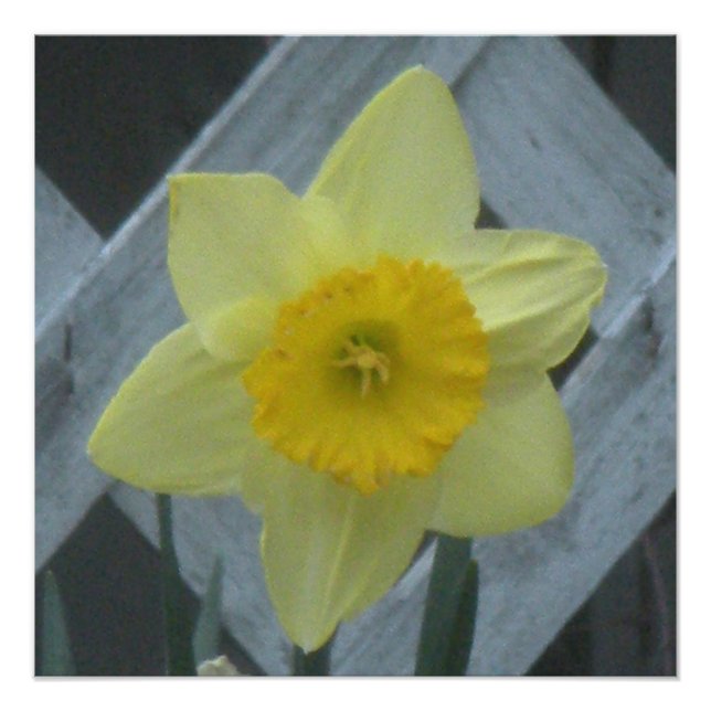 Denken Sie an den Frühling! Fotodruck (Vorne)