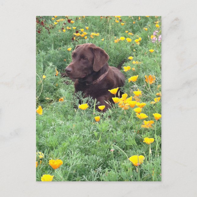 Denken Sie an den Schokoladenpflaster, den Hund Po Postkarte (Vorderseite)