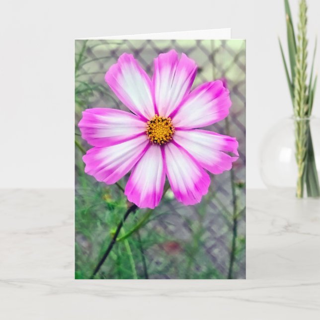 Denken Sie an die Blume Rosa und Weißer Kosmos Karte (Vorderseite)