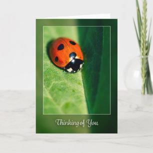 Denken Sie an ein Lady-Bug-Foto Feiertagskarte