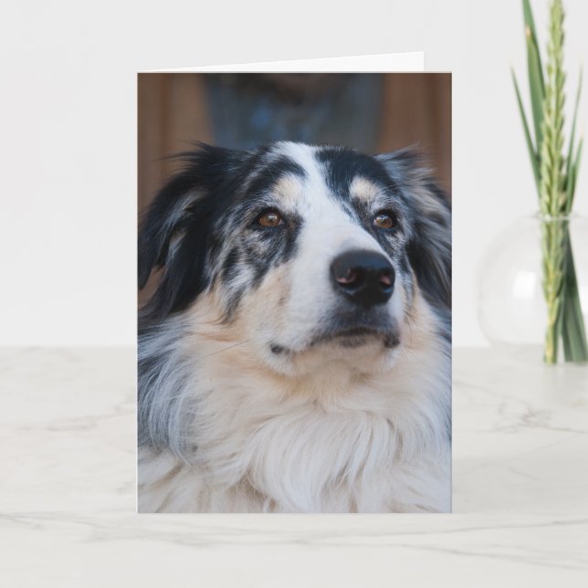 Denken Sie an Ihr Australian Shepherd Nah Up Foto Karte (Vorderseite)