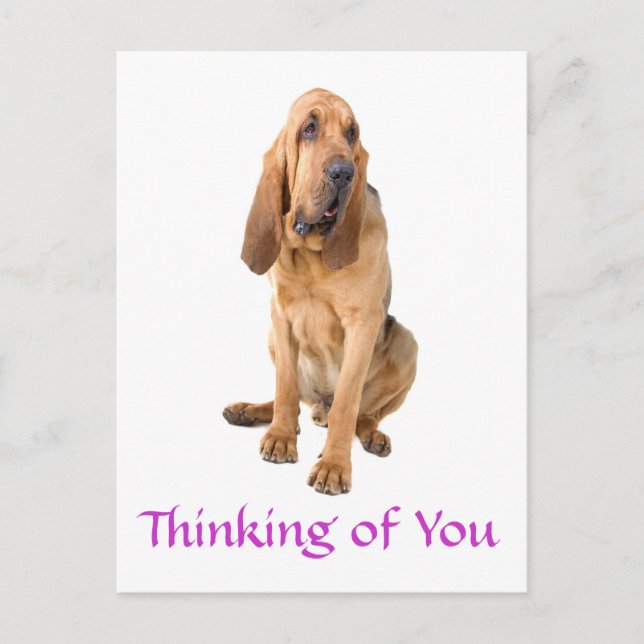 Denken Sie an Ihr Bluthund Hund Gruß Postkarte (Vorderseite)