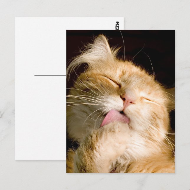 Denken Sie an Ihr Coon-Nah-Up-Foto Postkarte (Vorne/Hinten)