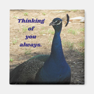 Denken Sie an Ihr männliches Pfau Foto Natur Vögel Magnet