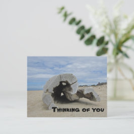 Denken Sie an Ihr Pacific Ocean Beach Driftwood Postkarte