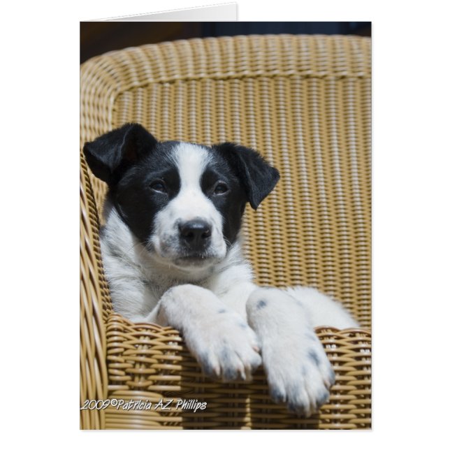Denken Sie an Ihre Border Collie Pup Inside Templa (Vorne)