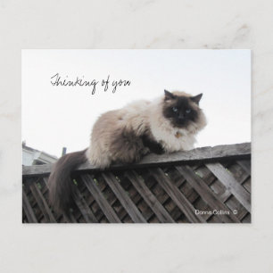 Denken Sie an Ihre Katze auf einem Zaun Postkarte