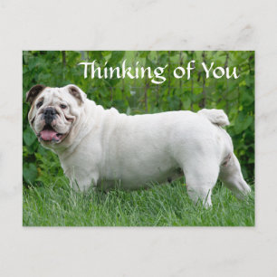 Denken Sie an Ihren englischen Bulldog Puppy Dog P Postkarte