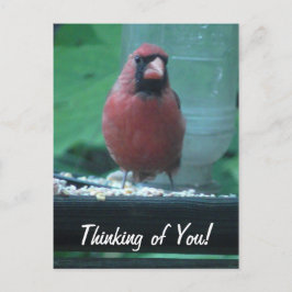 Denken Sie an Ihren Kardinal Postkarte