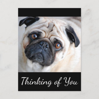 Denken Sie an Ihren Mops Puppy Dog Black Postcard Postkarte