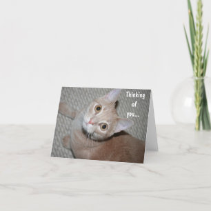 Denken Sie an Kitten Karte