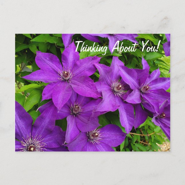 Denken Sie an Lila Clematis Floral Postkarte (Vorderseite)