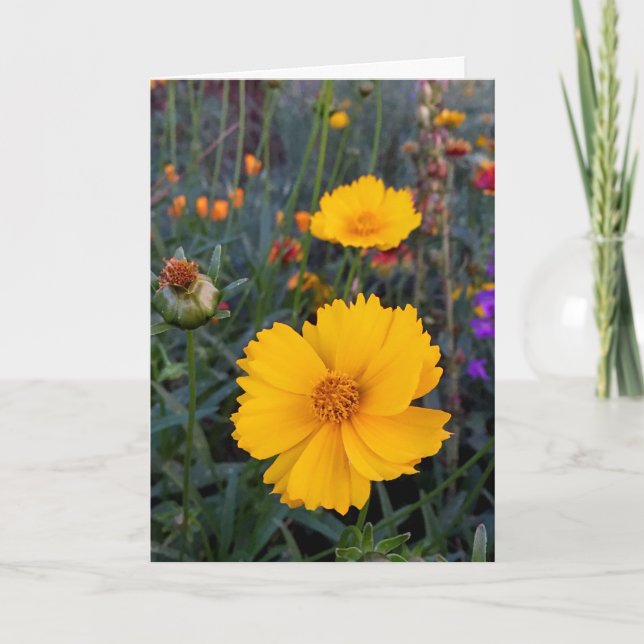 Denken Sie an Orange Cosmos Fotograf Karte (Vorderseite)