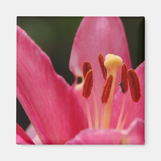 Denken Sie an Pink Lily Magnet (Vorne)