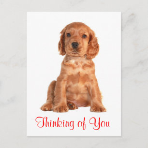 Denken Sie an Sie Cocker Spanisch Welpe Hund Postk Postkarte