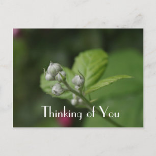 Denken Sie an Sie, sommerliche Himbeere Blume Postkarte
