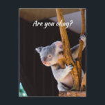 Denken Sie an Sie Spaß Koala Lass mir wissen, dass Postkarte<br><div class="desc">Denken Sie an Ihren Funny Pun mit Niedlichen neugierigen Koala Bär zurück schauen,  um zu sehen,  ob Sie in Ordnung sind. Hast du eine Koalitionszeit? Perfekte leichtere Art,  jemanden zu überprüfen,  der Ihnen Sorgen macht</div>