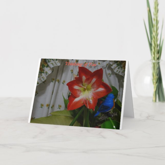 Denken Sie an Sie, Stargazer Amaryllis Karte (Vorderseite)