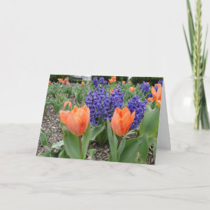 Denken Sie an Sie, Tulips & Hyacinths Karte