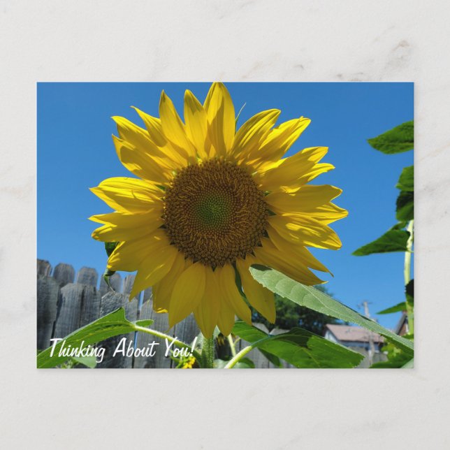 Denken Sie an Sonnenblumenfotografie Postkarte (Vorderseite)