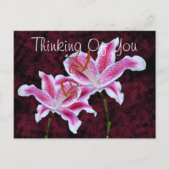 Denken Sie an Stargazer Lily Foto Custom Postkarte (Vorderseite)