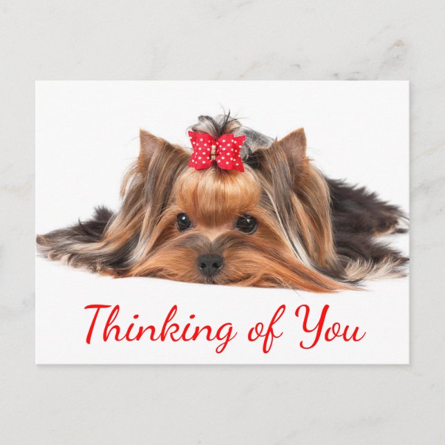 Denken Sie an Yorkshire Terrier Puppy Dog Hallo Postkarte (Vorderseite)