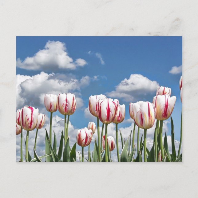 Denken Sie Frühling! Postkarte (Vorderseite)