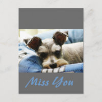 Denken Sie, Mini Schnauzer