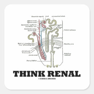 Denken Sie Nieren (Nephron Anatomie-Illustration) Quadratischer Aufkleber