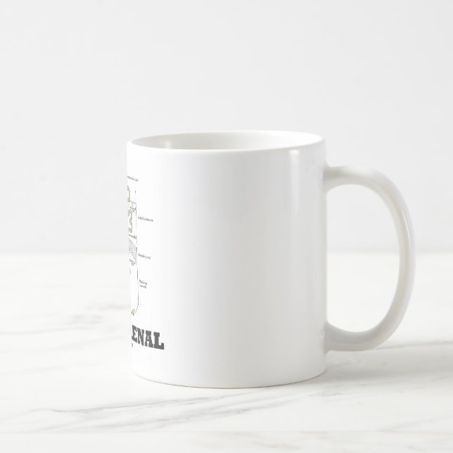 Denken Sie Nieren (Niere Nephron) Kaffeetasse (Rechts)