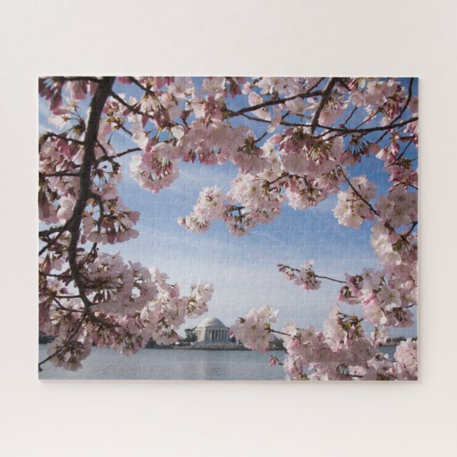 Denkmäler | Jefferson Memorial Cherry Blossys (Horizontal)