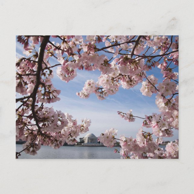 Denkmäler | Jefferson Memorial Cherry Blossys Postkarte (Vorderseite)