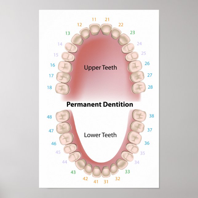 Dents permanentes dentition pour adultes Poster (Devant)