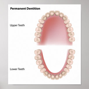 Dents permanentes dentition pour adultes Poster