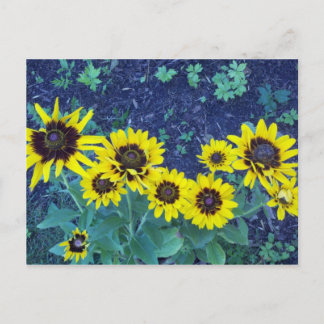 Denver daisies postkarte