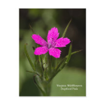 Deptford Pink Virginia Wildblume Floral Postcard