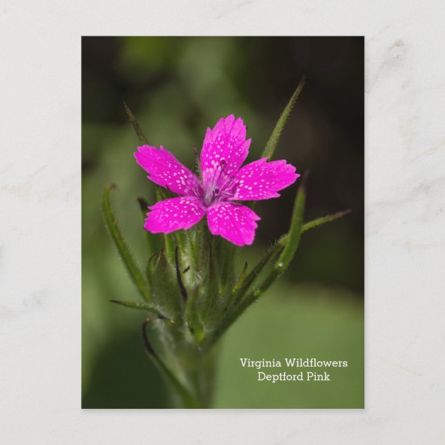 Deptford Pink Virginia Wildblume Floral Postcard Postkarte (Vorderseite)