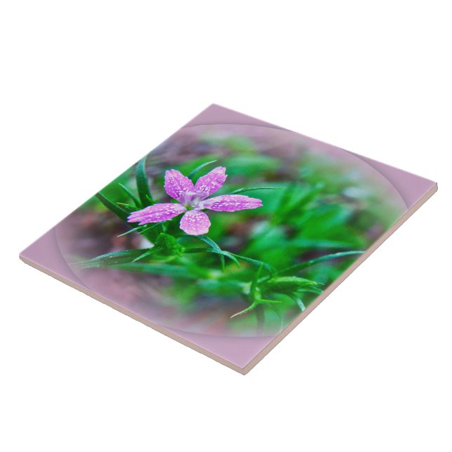 Deptford Pink Wildblume Fliese (Seite)