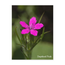 Deptford Pink Wildblume Name Floral Postcard