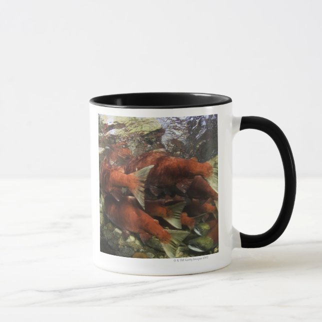Der Adams-Fluss Sockeyelauf ist einer von Tasse (Rechts)
