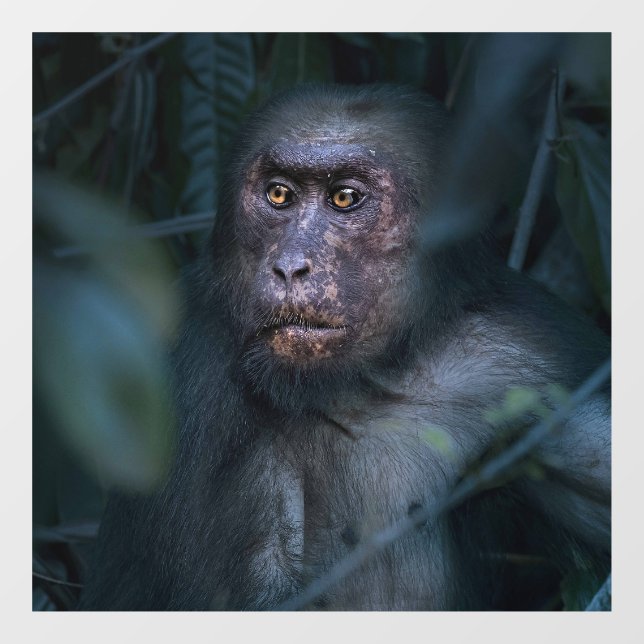 Der Affe im Dschungel Fensteraufkleber (Blatt)