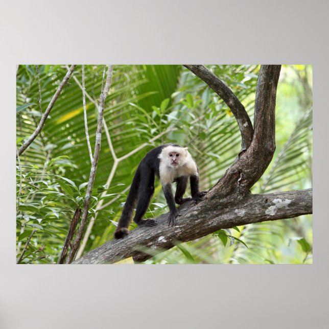 Der Affe im Dschungel Poster (Vorne)
