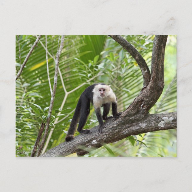 Der Affe im Dschungel Postkarte (Vorderseite)